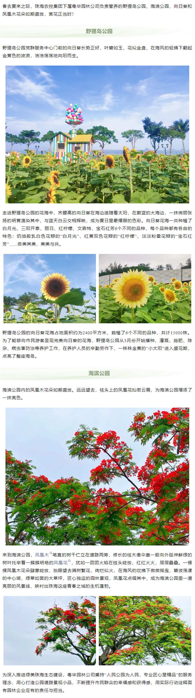 鳳凰花開 向陽而生  走！到市屬公園賞花去.png